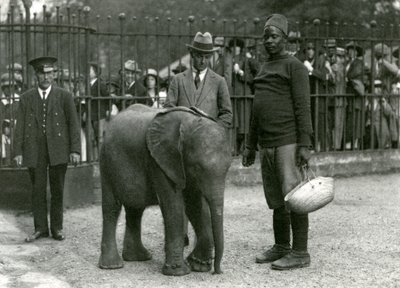 1923年9月、ロンドン動物園のエンクロージャーバーの反対側から見ている訪問者の群衆とトレーナーダリシャ、キーパー、および別の男と一緒の若いアフリカ象キベレンゲ（bw写真） 作： Frederick William Bond